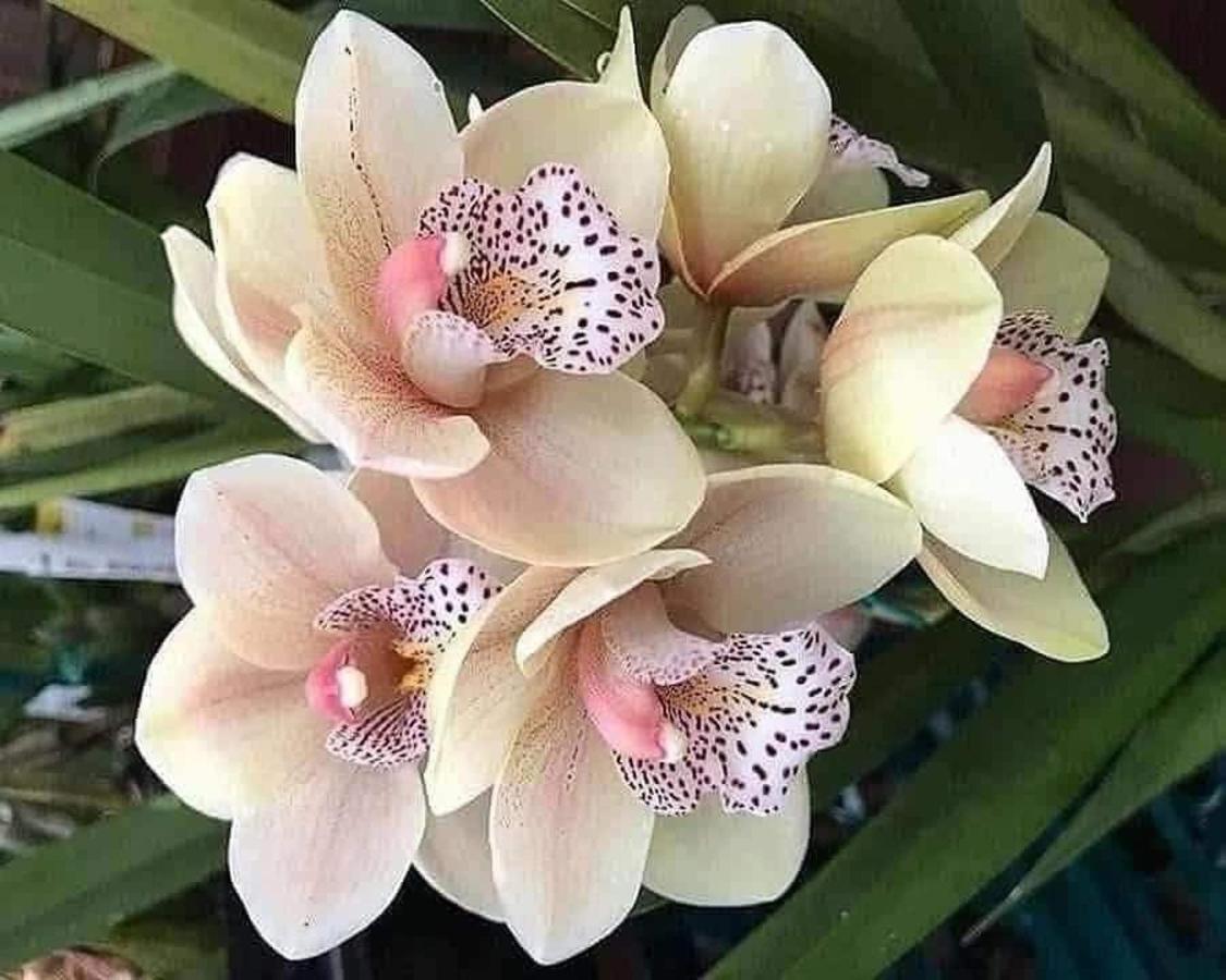 Magic Flower Rooms Cahuita Exterior photo