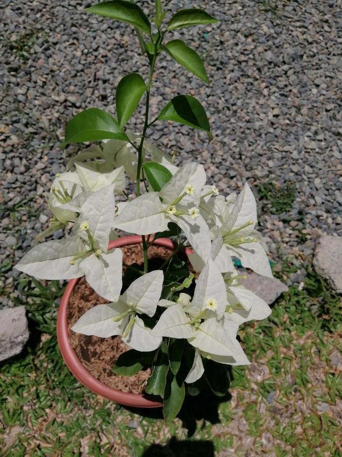 Magic Flower Rooms Cahuita Exterior photo
